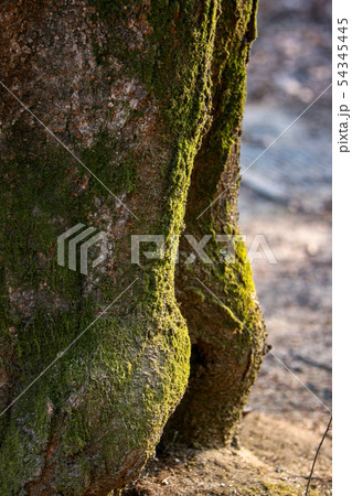 写真 自然 植物 54345445