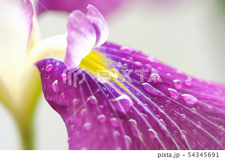 花菖蒲 54345691
