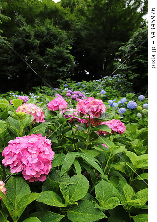 雨に濡れる紫陽花 飛鳥山公園 の写真素材