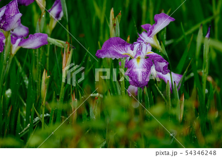 雨の花菖蒲 54346248
