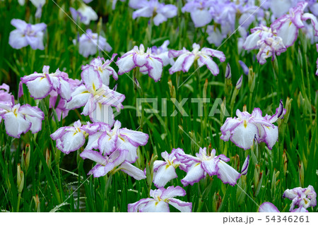 雨の花菖蒲 雨の花菖蒲 54346261