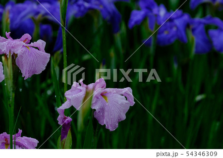雨の花菖蒲 雨の花菖蒲 54346309