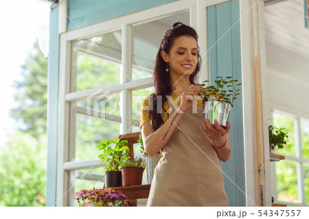 Smiling worker of a flower shop caring about plants. Smiling worker of a flower shop caring about plants. 54347557