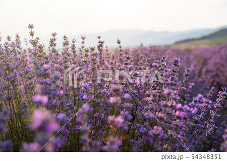 Blooming lavender in a field at sunset. Blooming lavender in a field at sunset. 54348351
