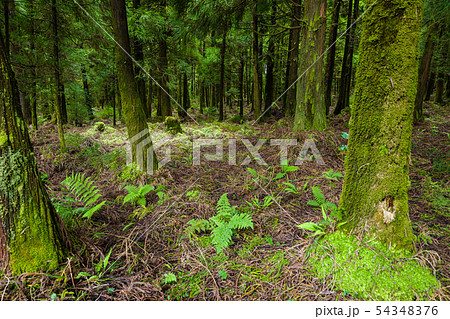 Forest around Canary's Lagoon on Sao Miguel Forest around Canary's Lagoon on Sao Miguel 54348376