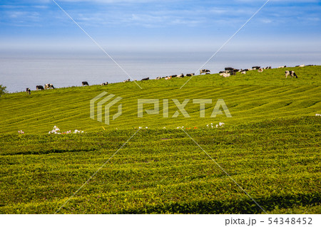 Unique tea plantations on Sao Miguel island, 54348452
