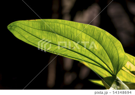 Green leaves in nature, where the sun shines throu Green leaves in nature, where the sun shines throu 54348694