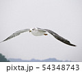 飛んでいるウミネコ 54348743