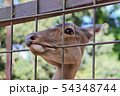柵を咥える鹿 54348744