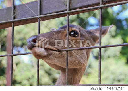 柵を咥える鹿 54348744
