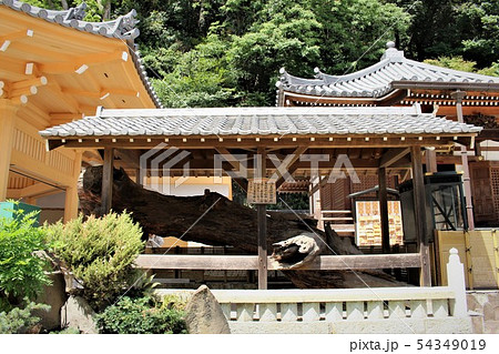 須磨寺源義経郷腰掛松 須磨寺源義経郷腰掛松 54349019