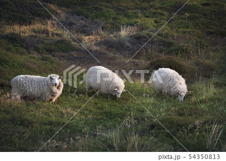Three sheep in a row grazing on pasture Three sheep in a row grazing on pasture 54350813