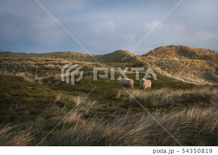 Sheep grazing on the hills of Sylt island Sheep grazing on the hills of Sylt island 54350819
