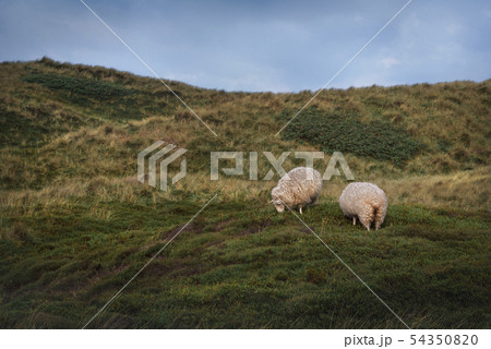 Sheep grazing on the dunes of Sylt island Sheep grazing on the dunes of Sylt island 54350820