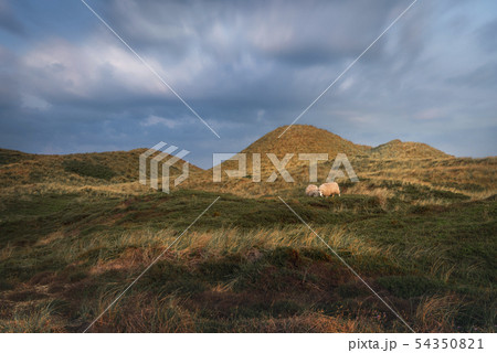 Sheep grazing on  hills in Sylt in the morning 54350821
