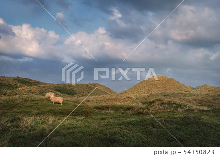 Rustic landscape with sheep grazing on hills in 54350823