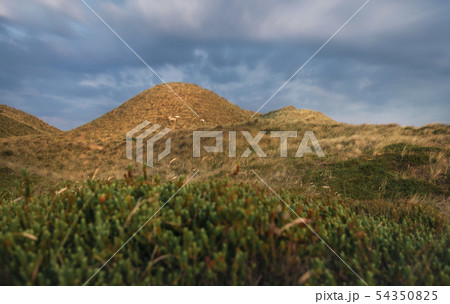 Landscape of dunes with grass and moss on Sylt 54350825