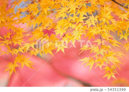 紅に映える黄紅葉 紅に映える黄紅葉 54351399
