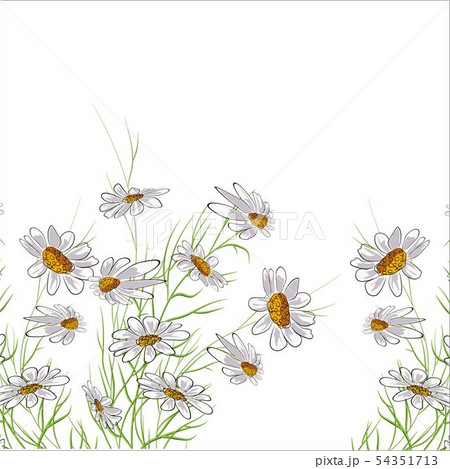 Bouquet of daisies on a white background. Bouquet of daisies on a white background. 54351713