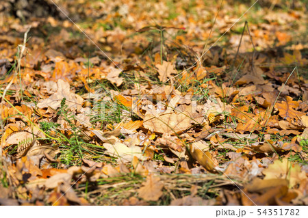 Colorful autumn leaves on forest floor Colorful autumn leaves on forest floor 54351782