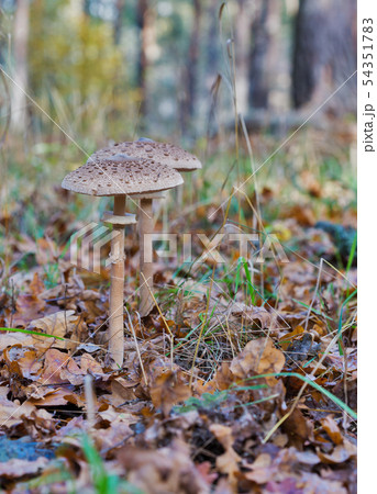Mushrooms Amanita in the forest Mushrooms Amanita in the forest 54351783