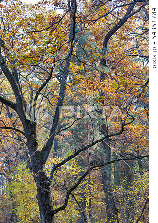 Old oak trees in the forest Old oak trees in the forest 54351784