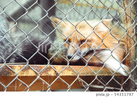 fox behind the metal grid 54351797