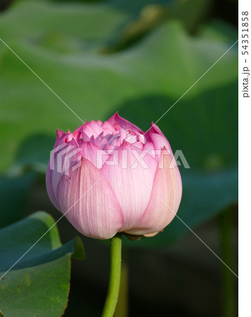 ハスのつぼみ　西施微笑 54351858