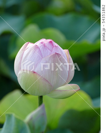 ハスのつぼみ 天照爪紅 ハスのつぼみ 天照爪紅 54351862