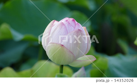 ハスのつぼみ　天照爪紅 54352026