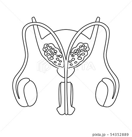 Isolated object of anatomy and organ logo. Collection of anatomy and medical stock vector Isolated object of anatomy and organ logo. Collection of anatomy and medical stock vector 54352889