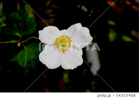 三鷹中原に咲く白いシュウメイギク 54353408