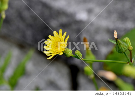 三鷹中原に咲く黄色いノイゲシの花 54353545