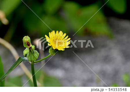 三鷹中原に咲く黄色いノイゲシの花 三鷹中原に咲く黄色いノイゲシの花 54353548