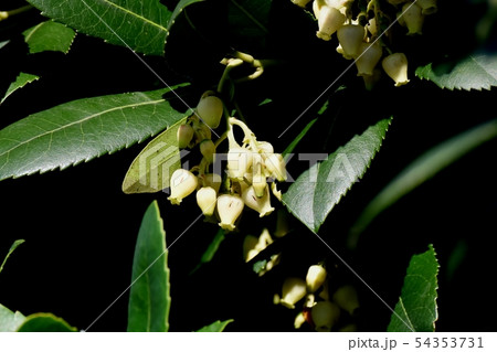三鷹中原に咲く白いイチゴノキの花 54353731