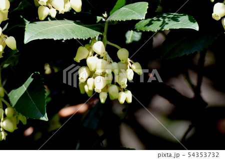 三鷹中原に咲く白いイチゴノキの花 三鷹中原に咲く白いイチゴノキの花 54353732