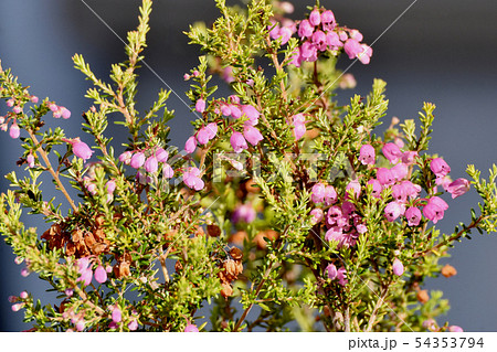 三鷹中原に咲くピンクのジャノメエリカ 54353794