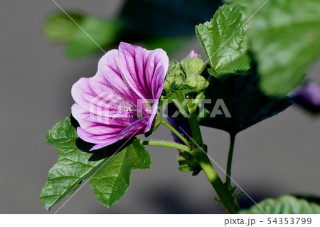三鷹中原に咲く紫色のタチアオイ 三鷹中原に咲く紫色のタチアオイ 54353799