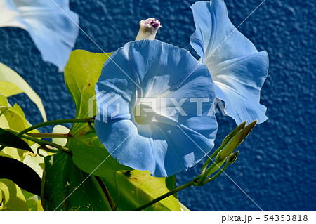 三鷹中原に咲く青いアサガオの花 54353818