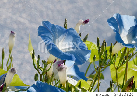 三鷹中原に咲く青いアサガオの花 三鷹中原に咲く青いアサガオの花 54353820