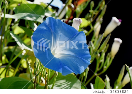 三鷹中原に咲く青いアサガオの花 54353824