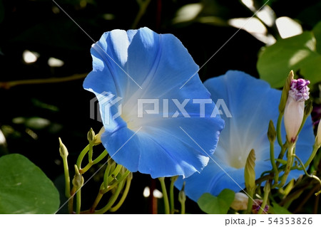 三鷹中原に咲く青いアサガオの花 三鷹中原に咲く青いアサガオの花 54353826