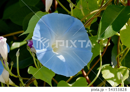 三鷹中原に咲く青いアサガオの花 三鷹中原に咲く青いアサガオの花 54353828