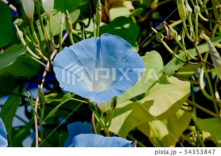 三鷹中原に咲く青いアサガオの花 54353847