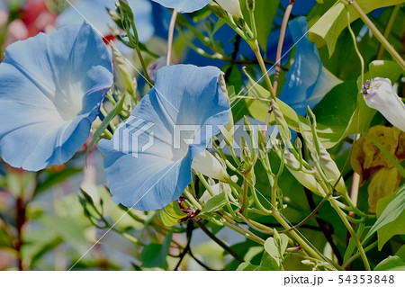 三鷹中原に咲く青いアサガオの花 54353848