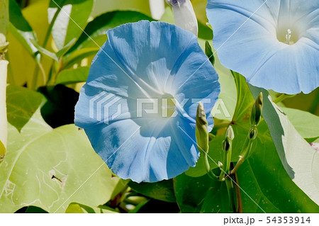 三鷹中原に咲く青いアサガオの花 三鷹中原に咲く青いアサガオの花 54353914