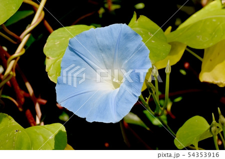三鷹中原に咲く青いアサガオの花 54353916