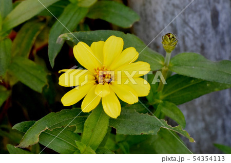 三鷹中原に咲く黄色いヒャクニチソウ 54354113