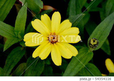 三鷹中原に咲く黄色いヒャクニチソウ 54354116