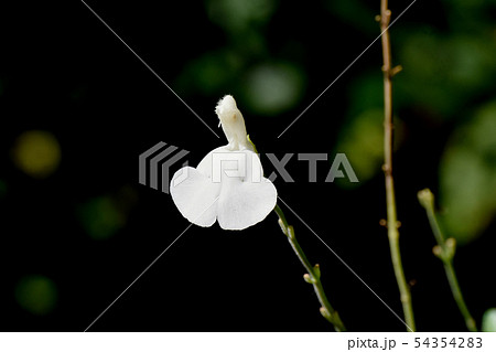 三鷹中原に咲く白いサルビアミクロフィラ 54354283